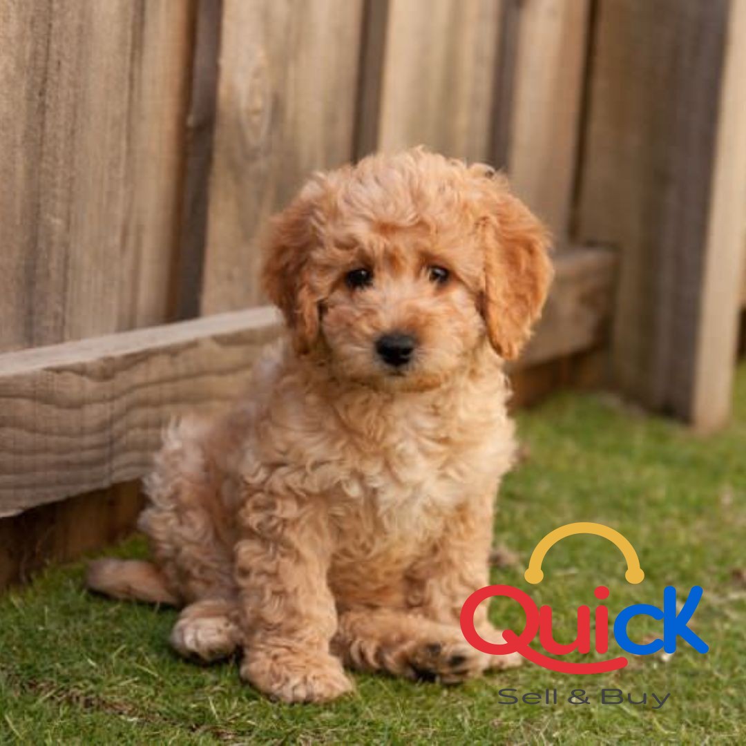 Mini Labradoodle Puppies